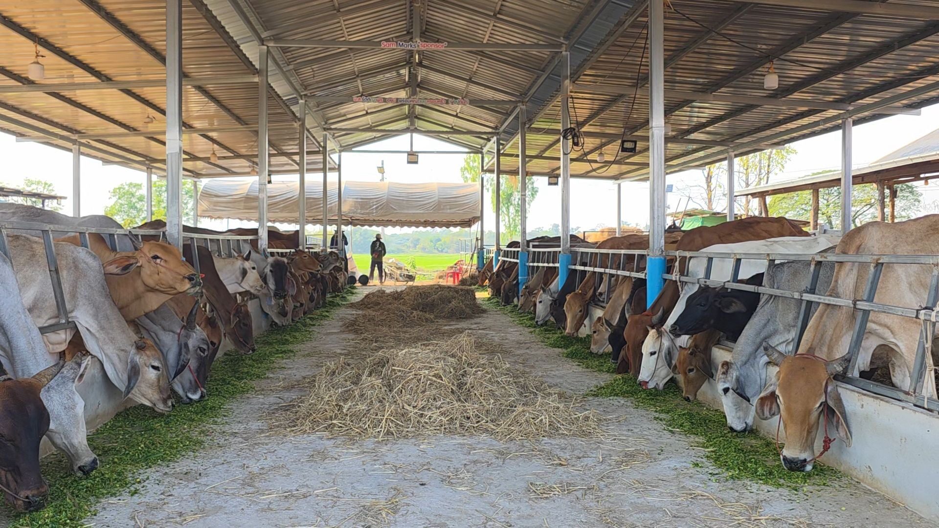 The rebuilt shelter full of cattle at the feeding troughs